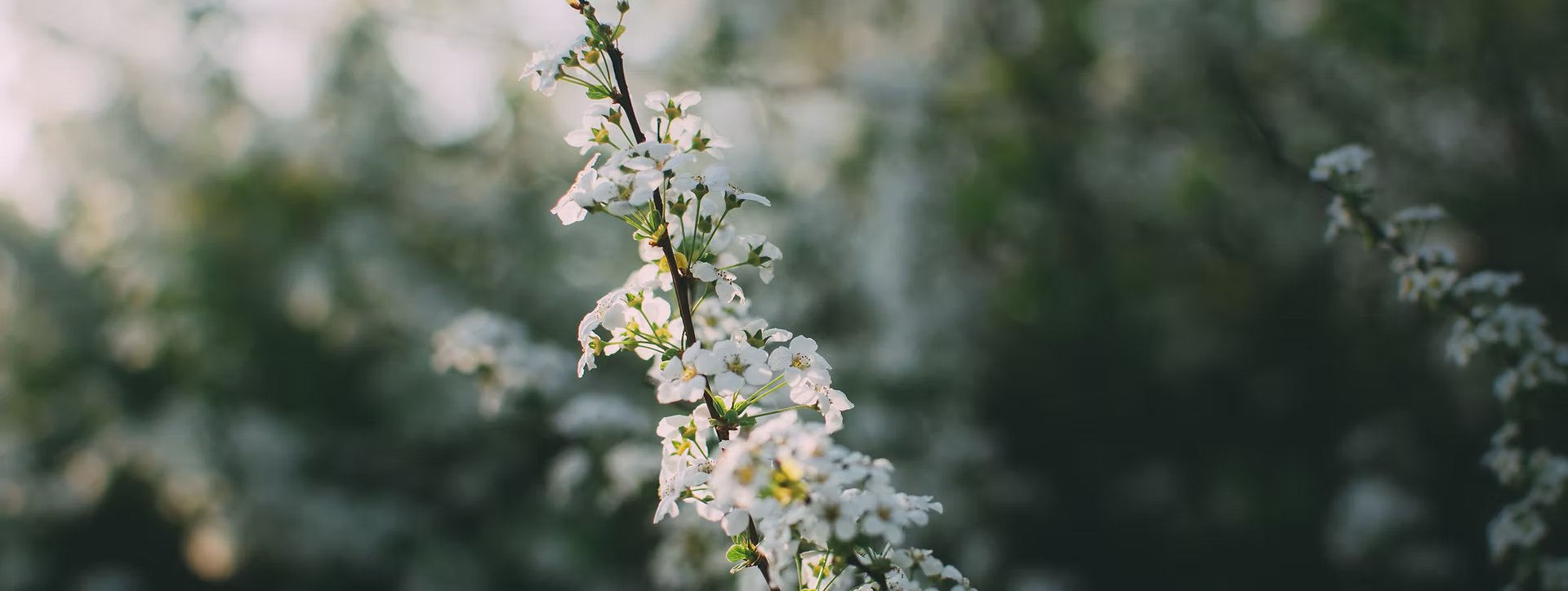 White spring blossoms