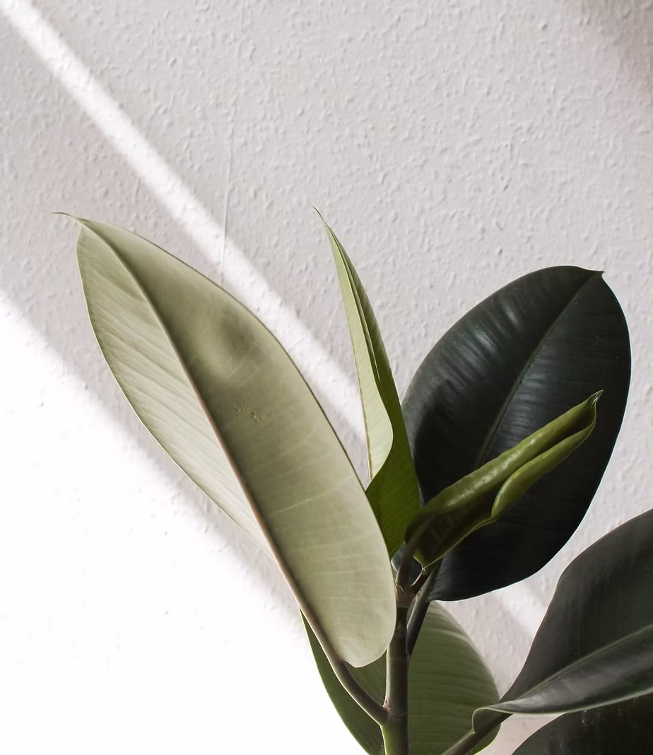 Office plant